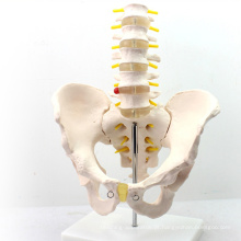 PELVIS05 (12342) Médica Ciência Médico Modelo Médico em Tamanho Real Pelvis com 5 pcs Anatomia de Vértebras Lombares